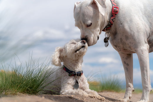 Best Dog Collars in the UK | Leather Dog Collars & Collar with Lead Sets