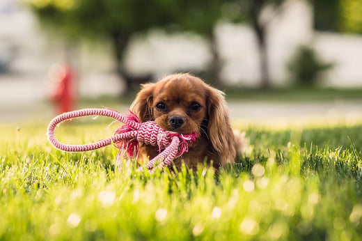 Pet toy