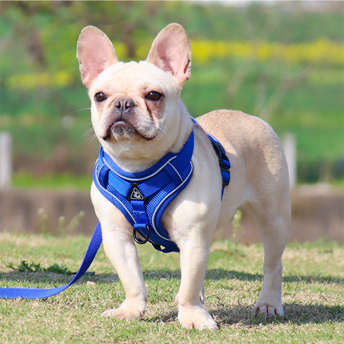 dog harness blue