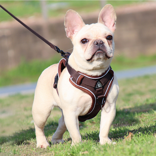 dog harness brown
