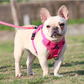 dog harness rose red