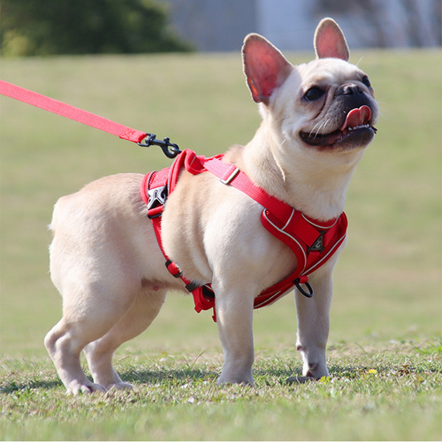 dog harness red