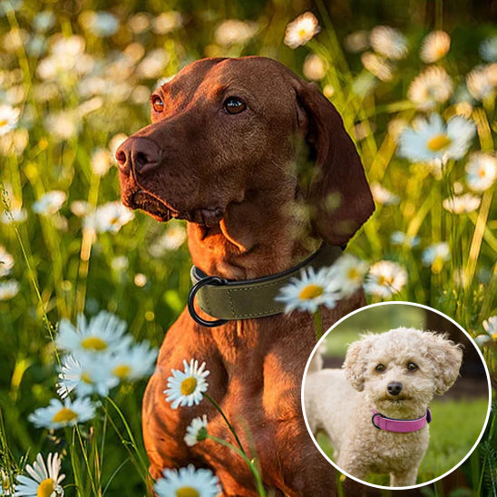 dog-collar-fancy_13
