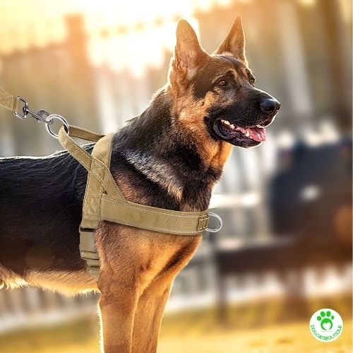 dog harness | DoggiesNoPullâą