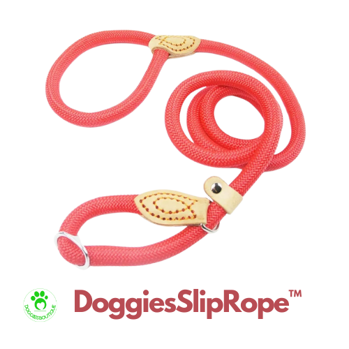 dog-lead-red