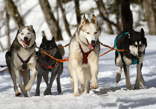 Dog Harness