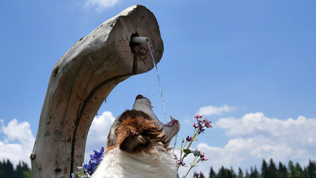 Portable dog cups