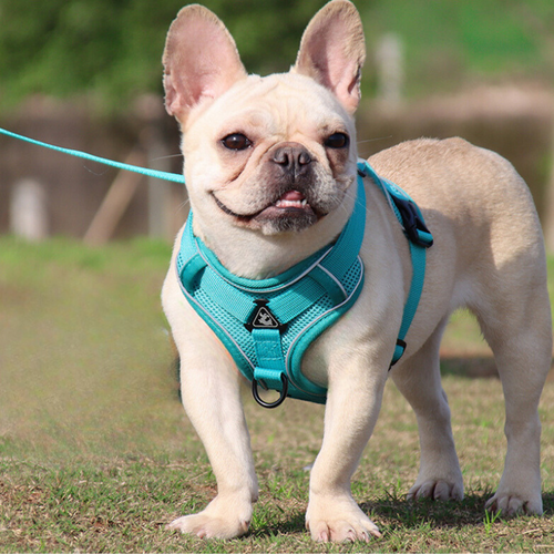 dog harness cyan