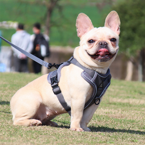 dog harness grey