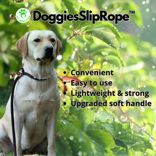 dog-lead-comfort