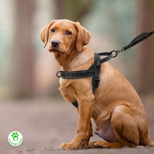 dog harness | DoggiesNoPull™